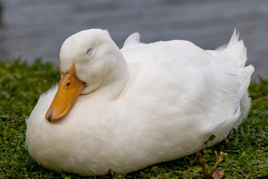 white goose in the grass
