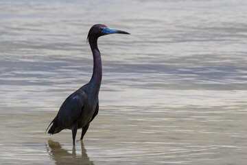 Little Blue Heron, Egretta Caerulea, Lake Mirror, Lakeland Florida. Polk County Florida..