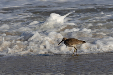 Eastern Willet. Tringa Semipalmata. Carolina Beach, NC.