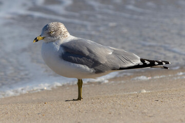 seagull on the beach, Carolina Beach, North Carolina.