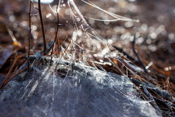 Spiderweb in the dew at Lake James State Park, North Carolina