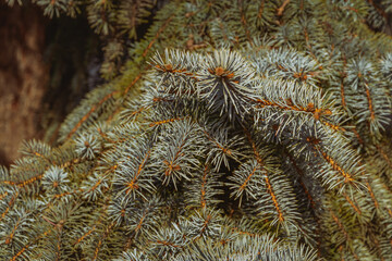 Naklejka na ściany i meble Spruce branch. A beautiful fir branch with needles. Christmas tree in nature. Blue spruce. Spruce close-up. Selective focus blur.