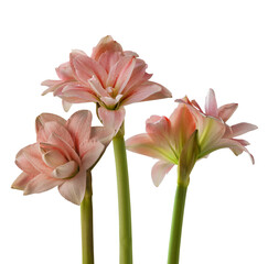 Amaryllis (Hippeastrum)  