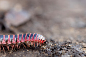 Millipede, Sigmoria nantahalae. Lake James State Park, North Carolina