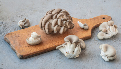 Bunch of oyster mushrooms