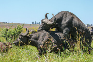 African buffalo mating, South Africa