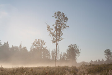 Naklejka na ściany i meble Forest in the morning fog. The rays of the sun through the fog.