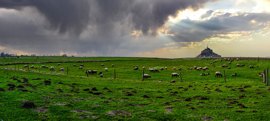 moutons de prés salées mont saint michel