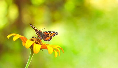 butterfly on an orange flower