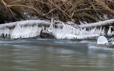 Fat icicles hang from fallen tree above fast river - winter landscape