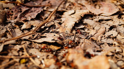 ants on a tree