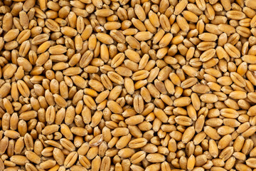 Flat layer of wheat grain. completly filling the picture. Object lit with a uniform, soft light.