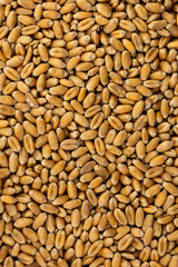 Flat layer of wheat grain. completly filling the picture. Object lit with a uniform, soft light.