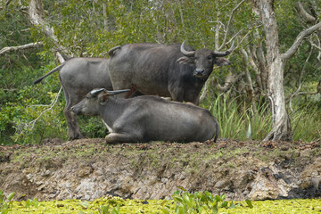 Water buffaloes are resting on the green grass by the sea