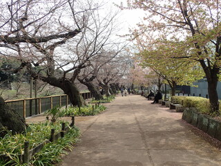 桜咲き始めの千鳥ヶ淵