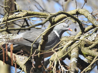 Turtledove on a branch