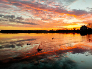 Kaczki na jeziorze o zachodzie słońca