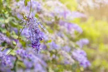 Sandpaper vine flower or Purple Wreath (Petrea volubilis L.) is flowers blooming with sunlight