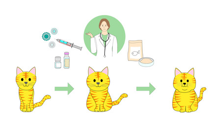 Collection of a sick tabby cat, healthy cat, and fat cat, and veterinarian woman presenting diet cat food, injection, medicine and virus 