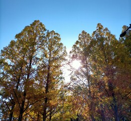 autumn in the forest