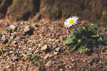 a single daisy in front of a tree