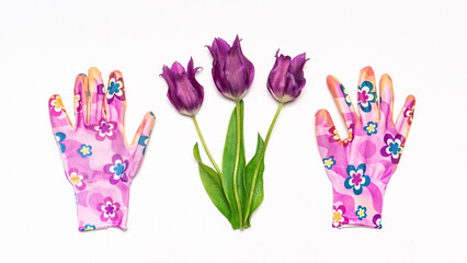 Fresh tulips flowers and garden gloves on white background. Creative composition. Gardening, spring work in garden concept. Flat lay, top view, copy space