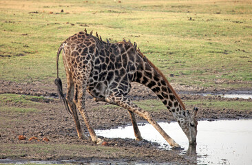 Naklejka na ściany i meble Giraffe drinking with oxpeckers on its back, South Africa 