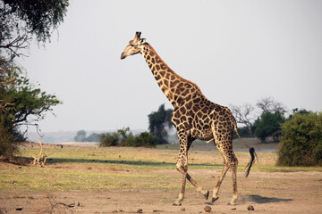 Giraffe walking across savannah, Botswana
