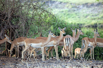 Naklejka na ściany i meble Group of impala gathered together, Botswana 