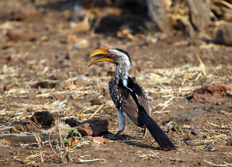 Southern yellow billed hornbill, Botswana

