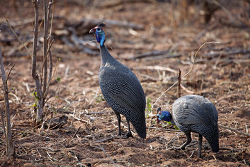 Two Helmeted guineafowl, Botswana
