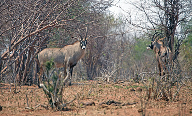 Two Roan antelope, Chobe National Park Botswana   © Judith