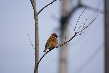 日本、神奈川県、春、木の枝で休むスズメ