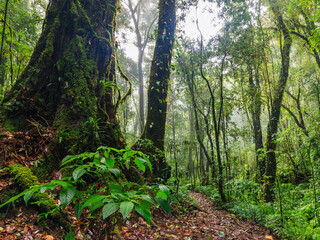 footpath in the forest