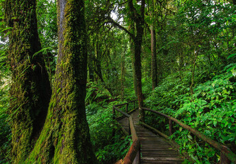 wooden bridge in the forest