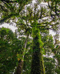trees in the woods