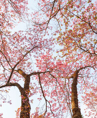  Wild Himalayan Cherry (prunus cerasoides), spring cherry tree .