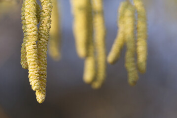 Seeds hanging from tree in forest