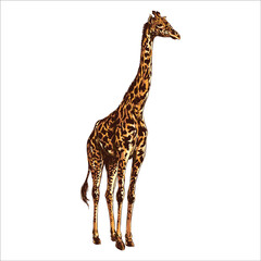 Obraz premium Giraffe's watercolor hand-painted vintage and white background.