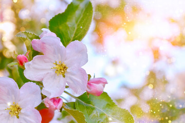 Spring landscape. Blossoming branch apple. nature