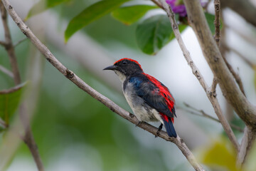 Scarlet-backed Flowerpecker or Dicaeum cruentatum, beautiful bird perching on branch with green background in Thailand.