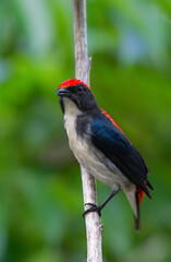 Scarlet-backed Flowerpecker or Dicaeum cruentatum, beautiful bird on branch with green background. Thailand.