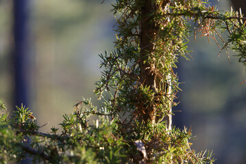 close up of small pine tree in forest