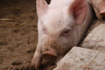 Schwein