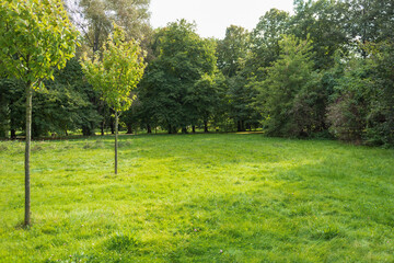 Fototapeta na wymiar Spring Landscape in a green forest area