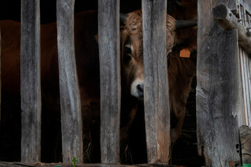 A cow looking at the camera through a wooden fence, there is another cow next to it in twilight.