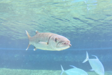 barracuda fish with teeth showing swimming in maui waters