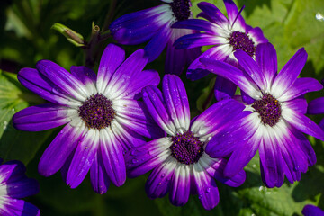 Spring time flowers in Sunder Nursery in bloom. Beautiful colours bloom in India's Spring