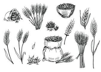 Hand-drawn wheat. Cereal plants in a bag and cereals in a bowl, rye barley and ears of wheat. Sketch sketch sketch for food packaging template, food engraving