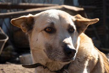 dog pinched his ears,pet face closeup